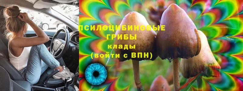 Псилоцибиновые грибы MAGIC MUSHROOMS  продажа наркотиков  MEGA маркетплейс  Куртамыш 